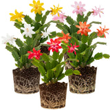 2 Live Mix Christmas Cactus Plants, Mix Christmas Cactus Plants Live, 4 to 6 Inch, Bare Root, Perennial Flower Holiday Succulent Plant, No Pot