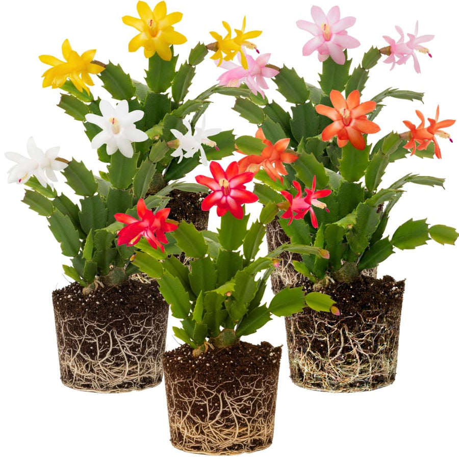 2 Live Mix Christmas Cactus Plants, Mix Christmas Cactus Plants Live, 4 to 6 Inch, Bare Root, Perennial Flower Holiday Succulent Plant, No Pot