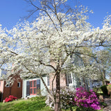 White Dogwood Tree Live Plant for Planting, 8-14" Tall, in Quart Pot, White Dogwood Live Plant Dogwood Bush, Dogwood Plant Live to Grow Outdoors