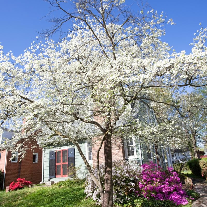 White Dogwood Tree Live Plant for Planting, 8-14" Tall, in Quart Pot, White Dogwood Live Plant Dogwood Bush, Dogwood Plant Live to Grow Outdoors
