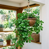 Green Swedish Ivy Live Plants in 4'' Pot, Hardy Ivy Vine Plant for Trellis, Ground Cover, Live Indoor Houseplants