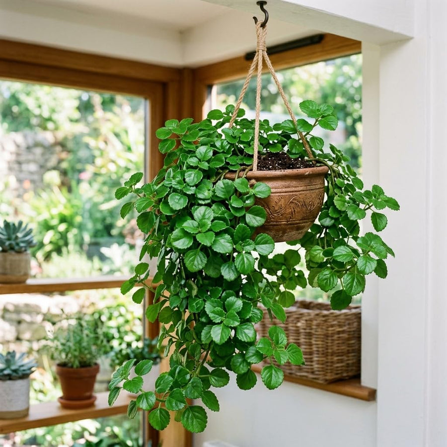 Green Swedish Ivy Live Plants in 4'' Pot, Hardy Ivy Vine Plant for Trellis, Ground Cover, Live Indoor Houseplants