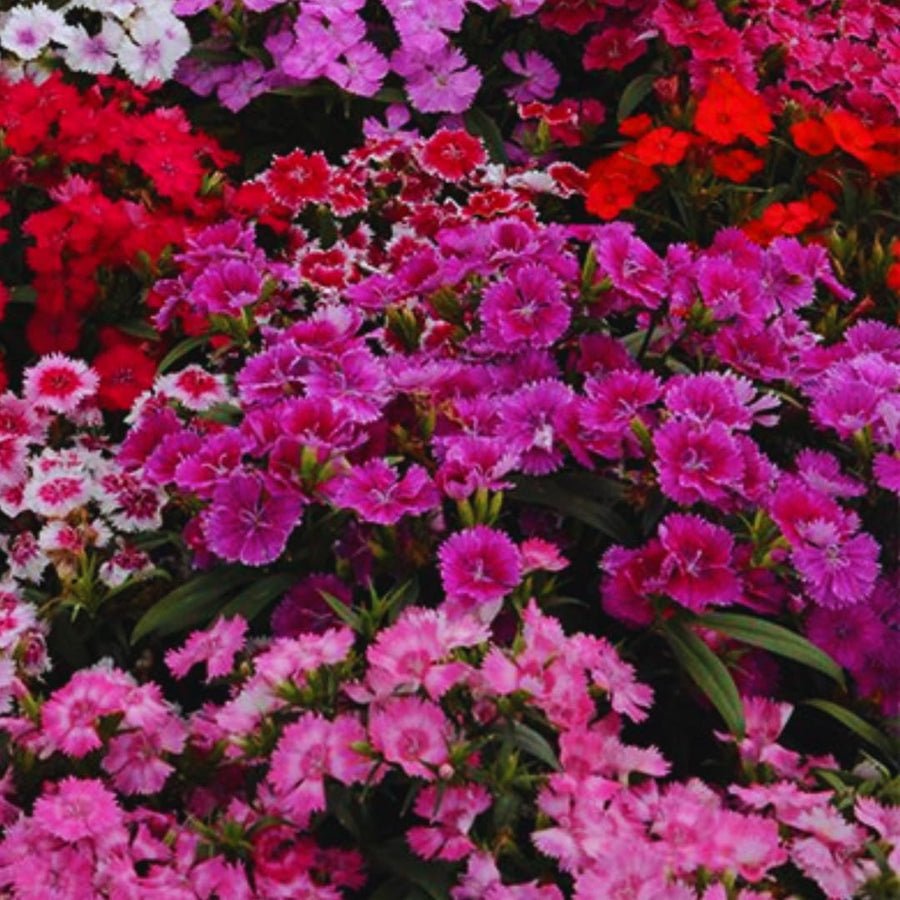 Set 8 Perennial Dianthus Mixed Plants Live, Dwarf Dianthus for Planting, No Pot