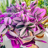 Wandering Jew Live Plant, Pink Tradescantia Nanouk Variegated Wandering Jew Houseplant, Rare Nanouk Pink Wandering Jew Plant 4 to 7 Inches Tall No Pot