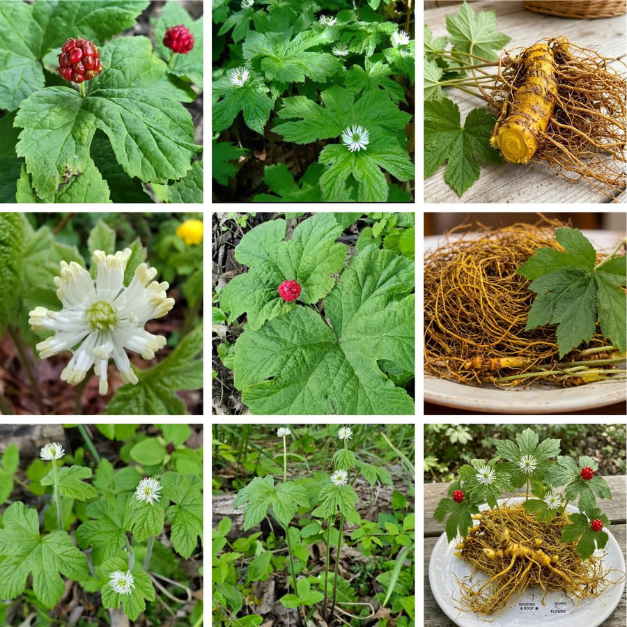 Set 10 Golden Seal Roots for Planting, Goldenseal Plants Live from 4''Tall, Shrub Garden Outdoor