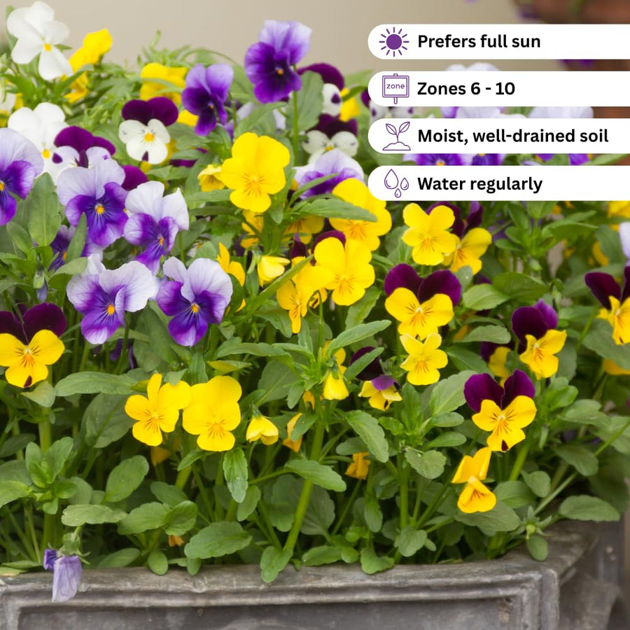 Set 2 Pansy Plants Live, Live Pansies Plant, Assorted Flowers, 4-7 Inc Tall, Solid Bloom Pansy, Colorful Pansies Seedling for Ground Cover, Hanging Basket and Container