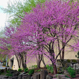 Eastern Redbud Trees Live Plants Seedlings, 6 to 13 Inc Tall Red Bud Trees Live Plants, American Redbud Tree, Cold Hardy