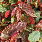 Combo 3 Polka Dot Pink Begonia Angel Wing Plants Live, Begonia Maculata Live Plant, Begonias Live Plants Outdoor, 4 to 8 Inc Tall
