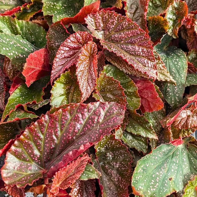 Combo 3 Polka Dot Pink Begonia Angel Wing Plants Live, Begonia Maculata Live Plant, Begonias Live Plants Outdoor, 4 to 8 Inc Tall