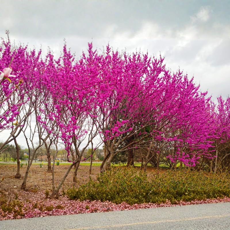 Eastern Redbud Tree Live Plant, Ornamental Pink Bloom Tree in Quart Pot for Outdoor Garden, Yard or Landscape Planting, 6-12 Inches