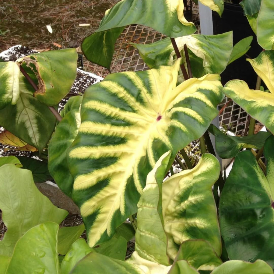 3 Colocasia Plants Live, Elephant Ear Caladium Esculenta Plants, 5 to 8 Inc Tall (Sunrise)