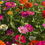 250 Zinnia Seeds for Planting, Mixed Color Flower Seeds, Ready to Grow Annual Blooms for Garden, Containers
