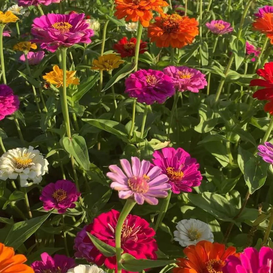 250 Zinnia Seeds for Planting, Mixed Color Flower Seeds, Ready to Grow Annual Blooms for Garden, Containers
