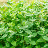 TANKDA Sets 2 Live Mint Plants Herb in 3.5" Pot, Fresh Random Mint for Indoor Outdoor Growing, Spring Planting, 5-9" in Tall
