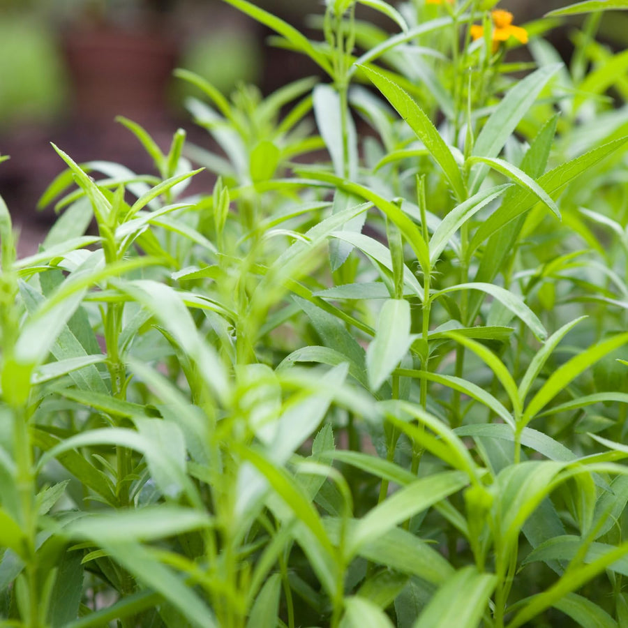 2 Tarragon Plants Live, Tarragon Herb Plant Indoor Outdoor, 5-9 Inch Tall, Tarragon Mint for Your Garden and Culinary Needs
