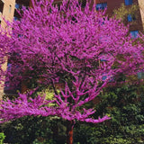 Eastern Redbud Trees Live Plants Seedlings, 6 to 13 Inc Tall Red Bud Trees Live Plants, American Redbud Tree, Cold Hardy