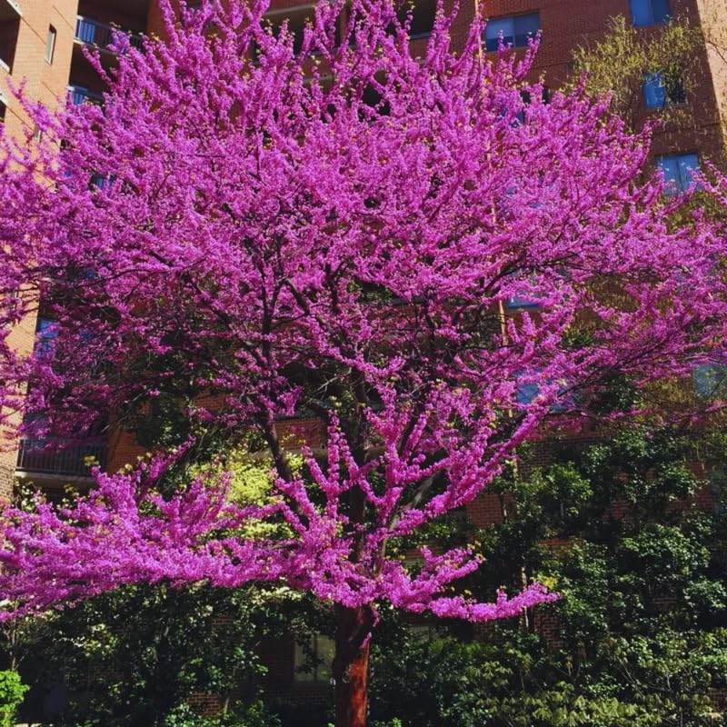 Eastern Redbud Trees Live Plants Seedlings, 6 to 13 Inc Tall Red Bud Trees Live Plants, American Redbud Tree, Cold Hardy