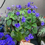 African Violets Live Plants, African Violet Plant Live in 4 Inches Pot, Violets Flowers Houseplant, 4-7 Inches Tall for Home Office Decor (Blue)