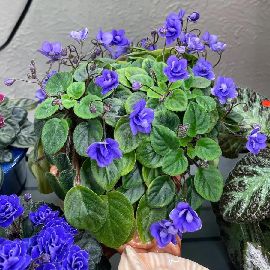African Violets Live Plants, African Violet Plant Live in 4 Inches Pot, Violets Flowers Houseplant, 4-7 Inches Tall for Home Office Decor (Blue)