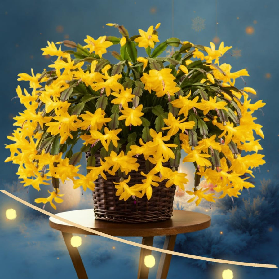 Yellow Thanksgiving Cactus in 4" Pot for Spring Planting, Indoor Outdoor Home Decor