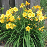 Yellow Daylily Roots, Live Reblooming Daylily Bare Root, Hardy Perennial Flower - 5 Roots for Planting Outdoor Garden Landscape