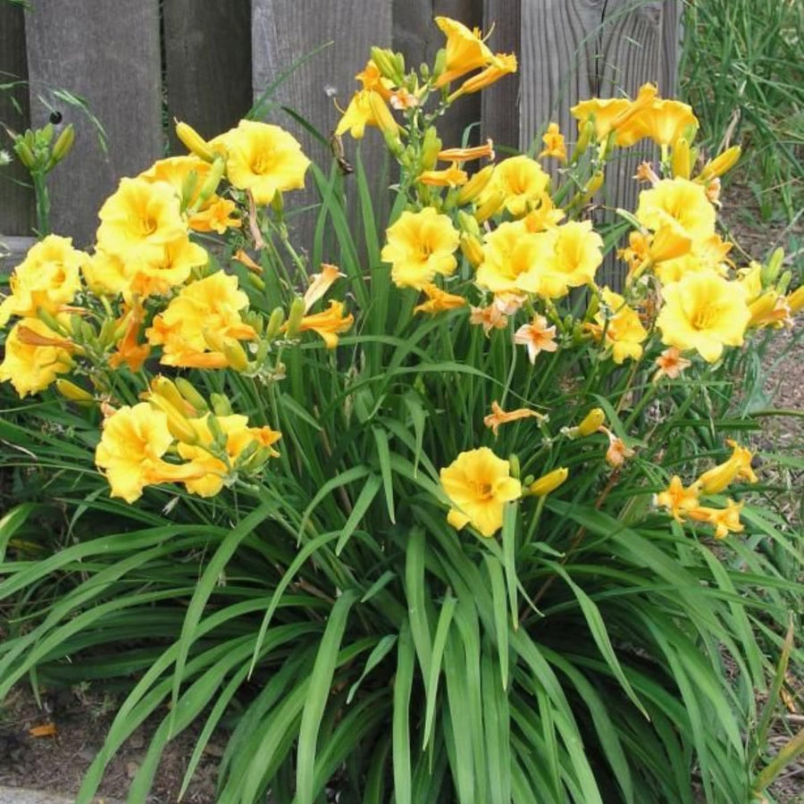 Yellow Daylily Roots, Live Reblooming Daylily Bare Root, Hardy Perennial Flower - 5 Roots for Planting Outdoor Garden Landscape