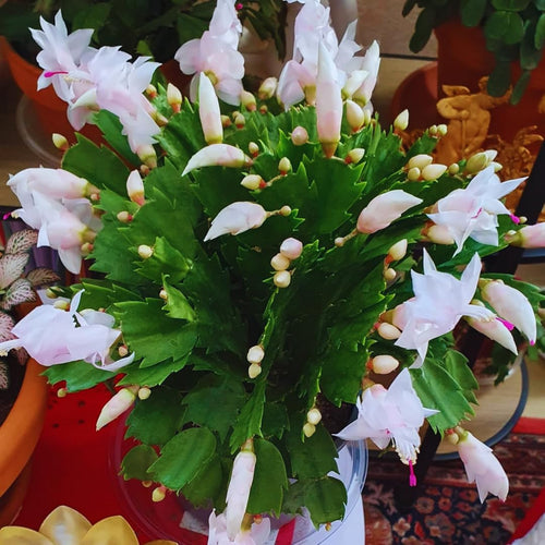 White Christmas Cactus Plant Live Christmas Cactus, Holiday Cactus Live Plant Pot, Houseplant, 5 to 7 Inc Tall