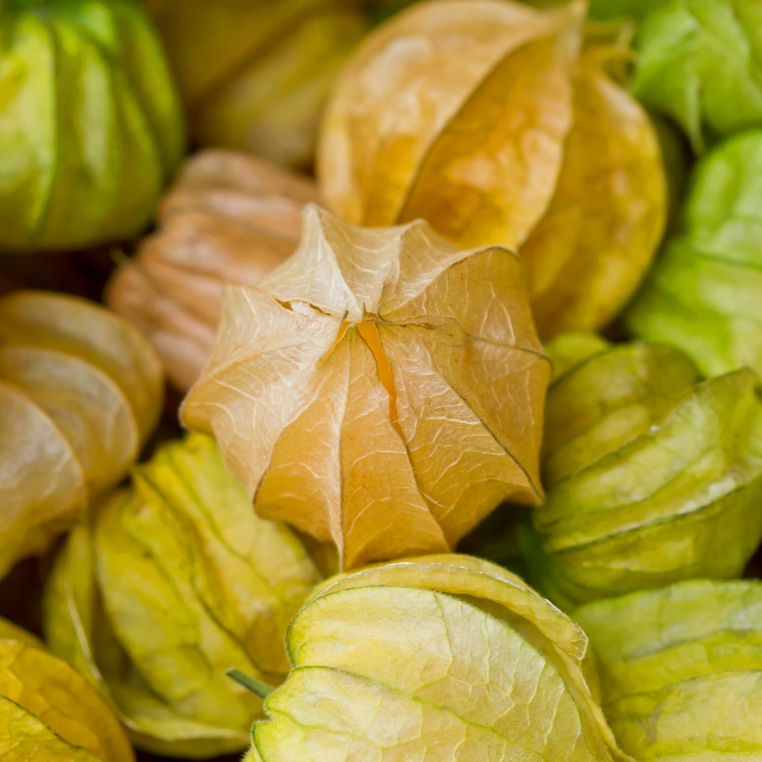 Cape Gooseberry Plant in 4 Inch Pot, 6-9 Inch Tall Ground Cherry Plant, Fruit Seedling for Garden - Sweet Tropical Berry Plants