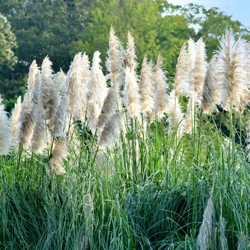 Pack 2 Pampas Grass Plants, Live Pampas Perennial Grasses 4-8 Inches, Ornamental Grass for Outdoor Garden Landscaping - Mixed Pampas