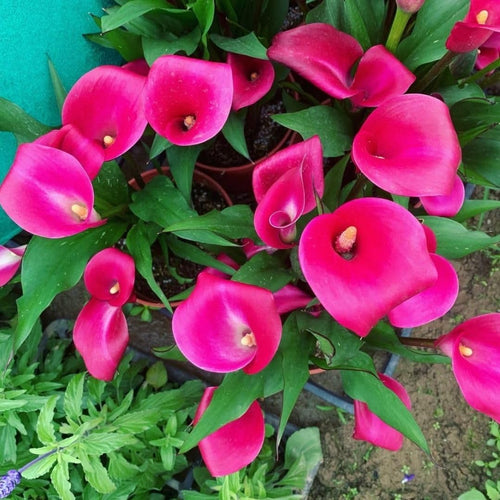 Set 3 Pink Calla Lily Bulbs for Outdoor Planting, Calla Lily Bulbs for Planting, Ornamental Flower Bulbs for Growing