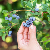 Emerald Blueberry Bushes Live Plant 4'' Potted, Fully Rooted, Sweet, High Yielding Blueberry Plants for Growing Outdoor