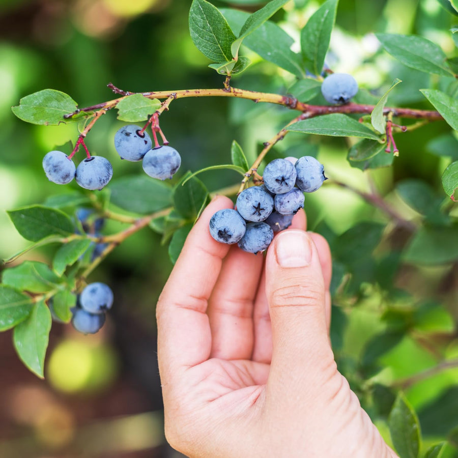 Emerald Blueberry Bushes Live Plant 4'' Potted, Fully Rooted, Sweet, High Yielding Blueberry Plants for Growing Outdoor