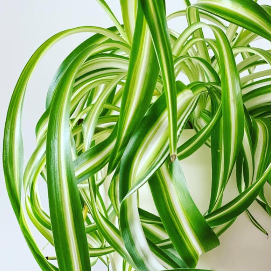 Variegated Spider Plant Live, Trailing Spider Plant for Indoor Outdoor Garden, 2-4 Inches Tall, No Pot