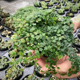 String of Frog Live Plants, Easy Indoor Trailing Succulent in 2.5" Pot, Hanging Succulent Houseplant Indoor Outdoor Planting