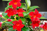 2 Mandevilla Plants Live, 10 to 17 Inc Tall, Red Mandevilla Vine Live Plant, Live Mandevilla Plants, Mandevilla Plant Seedlings, 2 Plants
