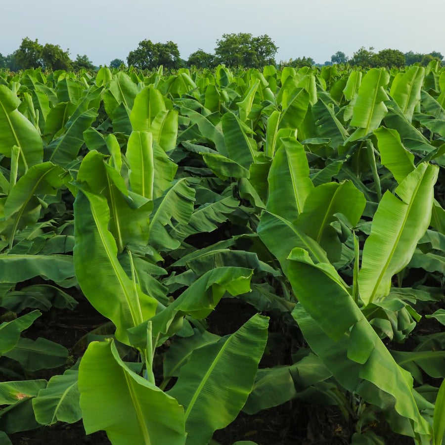 Dwarf Cavendish Banana Tree, 2-3 Feet Tall, Compact Banana Fruit Tree for Container and Garden Planting