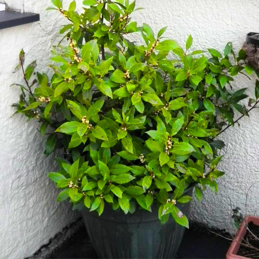 Bay Leaf Tree Live Plant, Well-Rooted 8-10" in Tall, Fast-Growing, Sweet Laurus Nobilis Bay Laurel Plant for Outdoor Indoor Herb