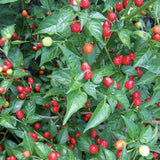 Pack of 100 Pequin Chili Pepper Seeds, Pepper Seeds for Home Gardening, Indoor and Outdoor Use