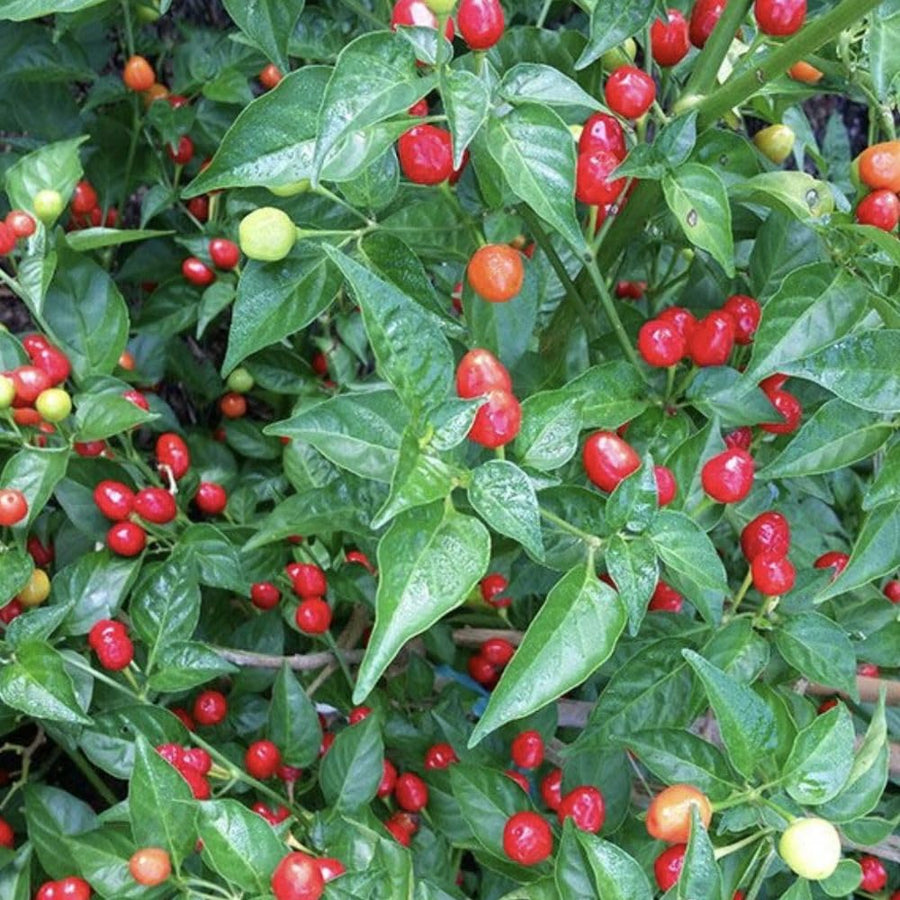 Pack of 100 Pequin Chili Pepper Seeds, Pepper Seeds for Home Gardening, Indoor and Outdoor Use