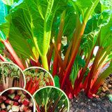 5 XL Size Rhubarb Crowns for Planting, Fast-Growing, Rhubarb Root Division Plant, High Yield, Rich Flavor, Red Stalks