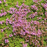 5000 Creeping Thyme Seeds for Planting - Ground Cover Herb Seeds, Low Growing Flowering Thyme for Lawn, Garden