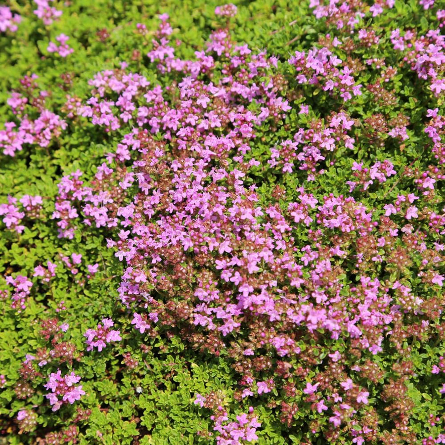 5000 Creeping Thyme Seeds for Planting - Ground Cover Herb Seeds, Low Growing Flowering Thyme for Lawn, Garden
