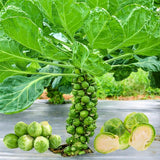 2 Brussels Sprouts Vegetable Plants Live, Garden Seedlings in 4 Inch Pot for Outdoor Growing