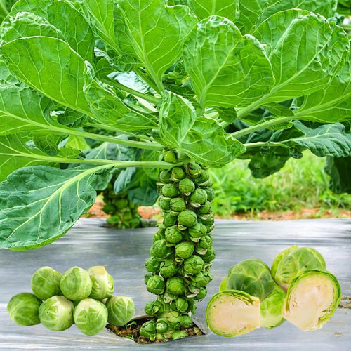 2 Brussels Sprouts Vegetable Plants Live, Garden Seedlings in 4 Inch Pot for Outdoor Growing