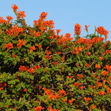 2 Orange Honeysuckle Plants Live for Planting, Size 3 to 5 Inch Tall Honeysuckle Plant, Perennial Flower Vine Shrub for Grow Outdoors, Well Rooted