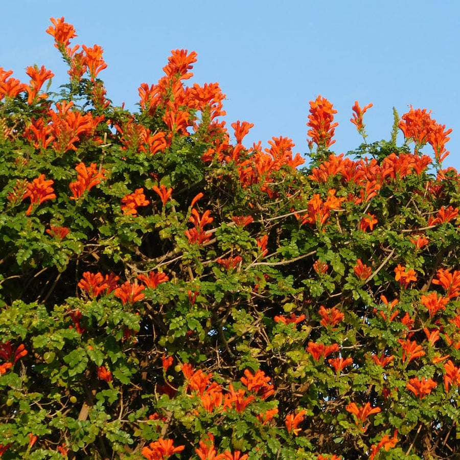2 Orange Honeysuckle Plants Live for Planting, Size 3 to 5 Inch Tall Honeysuckle Plant, Perennial Flower Vine Shrub for Grow Outdoors, Well Rooted
