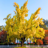 Ginkgo Tree Live Plant in 4 Inch Pot, 6-8 Inches Tall for Outdoor Growing, Vibrant Fall Foliage Tree Plant