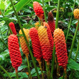 5 Shampoo Ginger Rhizomes for Planting – Fresh Zingiber Zerumbet Roots, Hardy Perennial Herb, Fragrabnt Ginger Plant for Garden or Containers