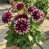 2 Dahlia Tubers for Planting, White Purple Dahlia Flower for Summer Blooms, Large and Vibrant Flowers, Suited for Zones 8 to 11