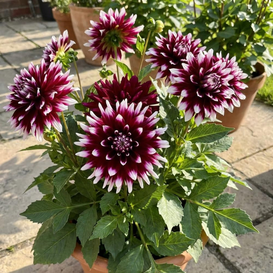 2 Dahlia Tubers for Planting, White Purple Dahlia Flower for Summer Blooms, Large and Vibrant Flowers, Suited for Zones 8 to 11